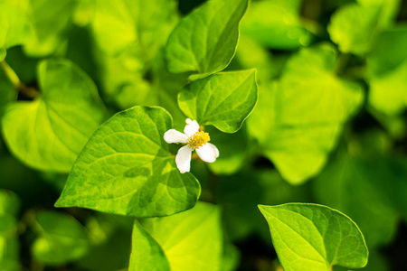 植物 泰语 营养 夏天 烹饪 树叶 植物学 蔬菜 农场 变色龙