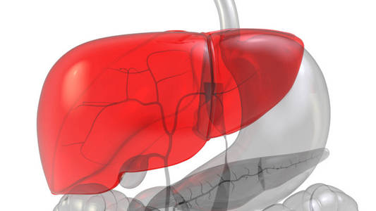 肝炎 人类 超重 解剖 外科手术 肝硬化 身体 照顾 科学