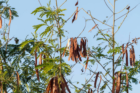 植物区系 颜色 美女 树叶 环境 纹理 墙纸 郁郁葱葱 生态学