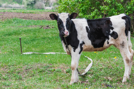 牧场 放牧 自然 动物 农场 草地 夏天 牲畜 奶牛 哺乳动物