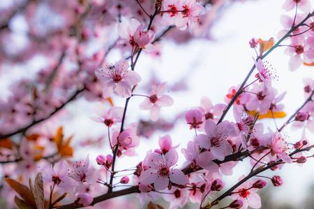 春天粉红色的樱花。春花背景。美丽的果园。
