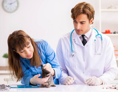 兽医诊所的医生和助手检查小猫图片