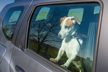 可爱极了 美丽的 外部 汽车 玻璃 犬科动物 开车 旅行