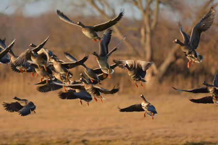 野生动物 领域 动物群 自然 飞行 动物 狩猎 下降 雁形目