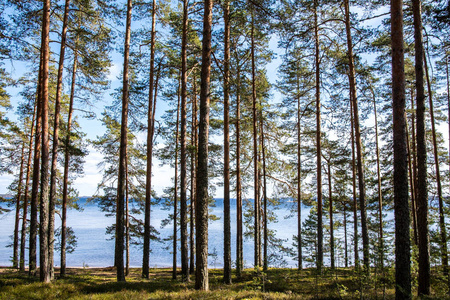 伍兹 芬兰 松树 风景 自然 林地 旅游业 季节 地标 北欧