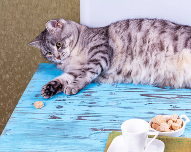 毛皮 面对 小猫 哺乳动物 美丽的 基蒂 说谎 动物 猫科动物