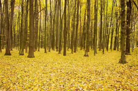 美女 颜色 季节 十月 美丽的 秋天 环境 森林 自然 风景