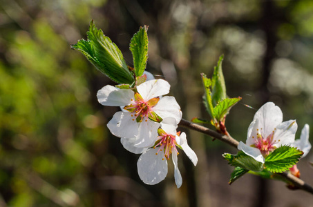 樱桃 花园 特写镜头 前进 颜色 花的 新的 花瓣 植物学
