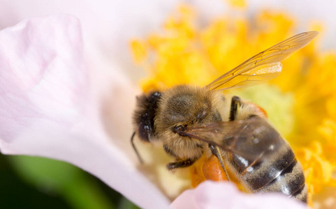 植物 特写镜头 大黄蜂 美女 春天 蜂蜜 昆虫 自然 花园