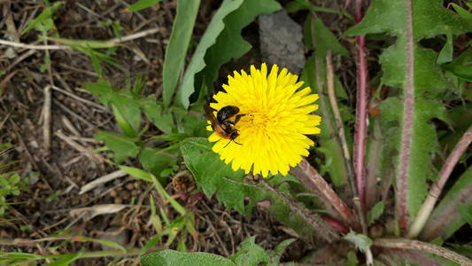 蜜蜂从黄色蒲公英花中采集花蜜