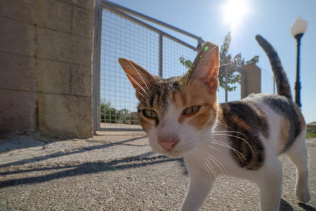 夏天 动物 外部 基蒂 自然 哺乳动物 兽医 斑猫 甜的