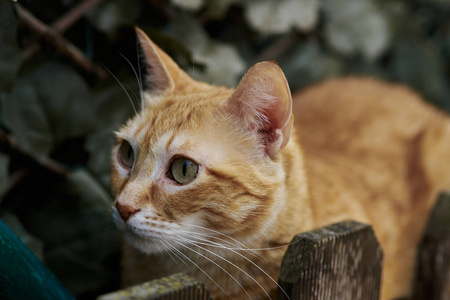 哺乳动物 肖像 漂亮的 宠物 小猫 花园 眼睛 可爱极了