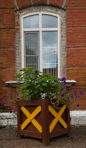 自然 紫罗兰 木材 夏天 古老的 外部 开花 玻璃 欧洲