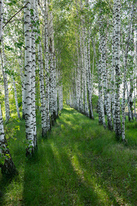 美丽的 风景 森林 桦木 颜色 夏天 季节 木材 公园 树林