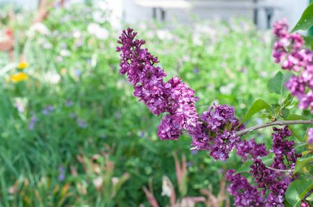 紫色 分支 花序 花园 植物区系 春天 丁香 自然 特写镜头
