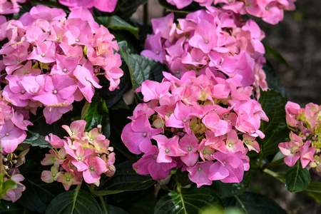 灌木 春天 树叶 花园 漂亮的 花粉 园艺 花瓣 绣球花