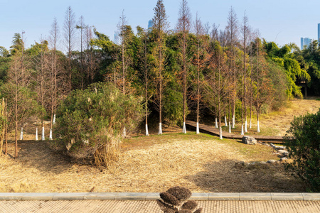 树叶 乡村 领域 生长 植物 阳光 清理 风景 自然 木材