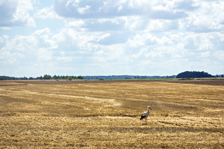 草地 情景 国家 牧场 大麦 风景 小麦 收割 谷类食品