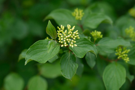 花园 植物 春天 自然 植物学 分支 灌木 山茱萸