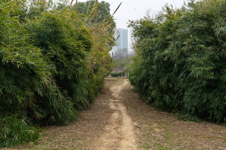 自然 领域 走道 草坪 美丽的 公园 风景 车道 春天 街道