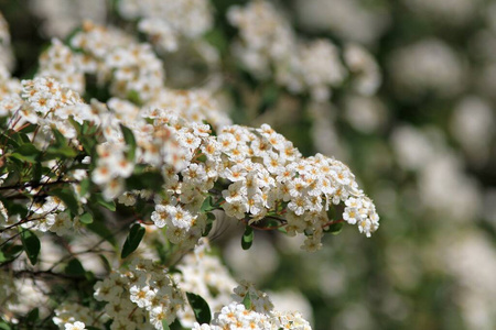 植物学 绣线菊 季节 特写镜头 植物 园艺 花的 灌木 公园