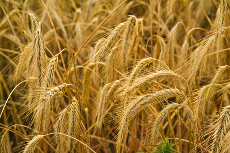 黑麦 面包 作物 领域 培养 草地 食物 风景 季节 农田