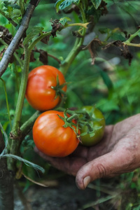 阳光明媚的日子里，妇女们在自家的花园里亲手收割新鲜的有机西红柿。摘西红柿的农民。蔬菜种植。园艺概念