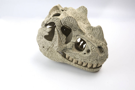 化石 捕食者 食肉动物 插图 危险的 蜥蜴 动物 自然 侏罗纪