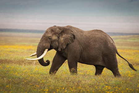 老年人 哺乳动物 地平线 公园 古老的 风景 坦桑尼亚 动物