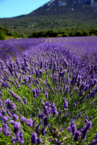 法国 栽培 风景 自然 开花 花的 领域 目的地 富足 美丽的