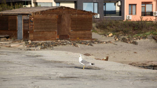 海滩 海滨 旅行 欧洲 眼睛 可爱的 海鸥 羽毛 野生动物