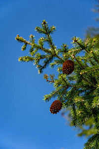 冷杉 云杉 公园 圆锥体 分支 植物 季节 树叶 森林 环境