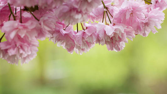 樱桃 四月 樱花 植物 花瓣 植物学 夏天 分支 美女 开花