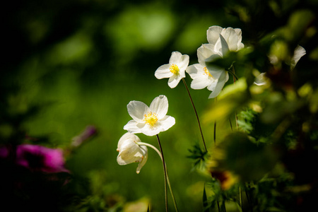 春天 特写镜头 自然 植物区系 茉莉 美丽的 花瓣 植物