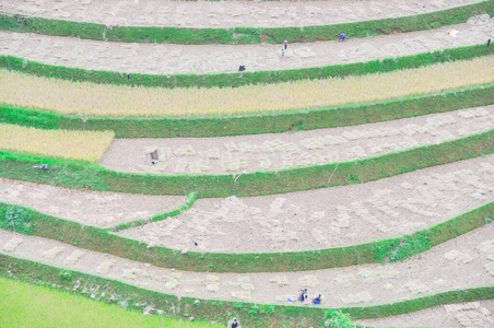 鸟瞰越南延白木仓寨梯田上收割水稻的少数民族