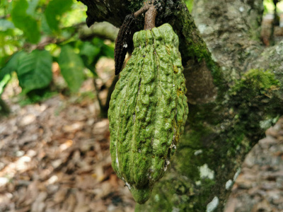 特写镜头 逐渐变细 巧克力 椭圆形 植物学 美食家 颜色