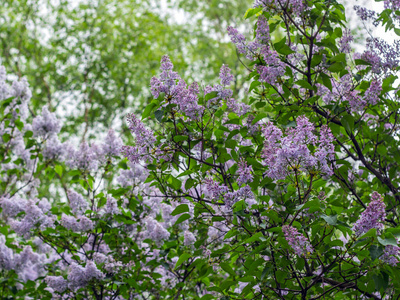 丁香 春天 花的 灌木 公园 紫色 丁香花 纹理 花束 盛开