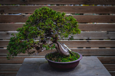 花园 陶器 盆景 美丽的 树叶 艺术品 自然 树干 矮子