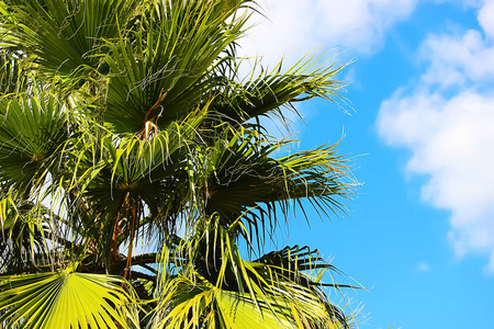 夏天 假日 天堂 棕榈 热带 天空 树叶 风景 假期 海滩