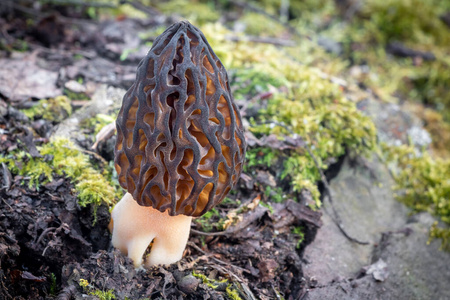 苔藓 特写镜头 美味 美食家 植物 森林 春天 素食主义者