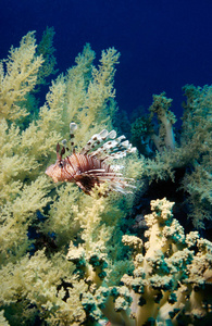 水肺 自然 野生动物 深的 暗礁 珊瑚 水下 鱼类