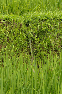 种植园 山谷 灌溉 稻谷 旅行 作物 风景 乌布 生长 植物