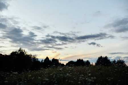  Green field with flowers on a background of trees