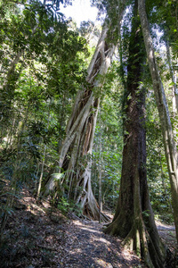 雨林 美丽的 树干 夏天 木材 植物 环境 分支 树叶 公园