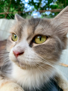 可爱的 斑猫 猫科动物 肖像 眼睛 自然 毛皮 美丽的 特写镜头
