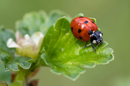 生物学 野生动物 甲虫 动物群 草地 环境 缺陷 昆虫 春天