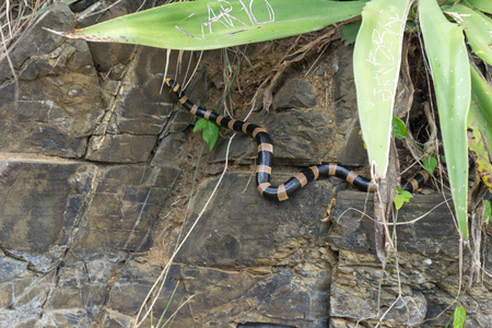 危险 布鲁斯 危险的 自然 爬行动物 蜥蜴 大洋洲 毒蛇
