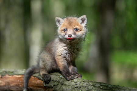 欧洲 猎人 公园 狩猎 动物群 面对 毛茸茸的 幼犬 肖像