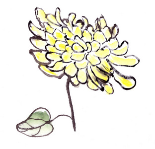 植物 轮廓 秋天 菊花 水彩 插图 纹理 开花 植物区系