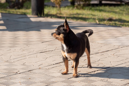 肖像 毛皮 犬科动物 公园 旅行 自然 宠物 可爱极了 繁殖